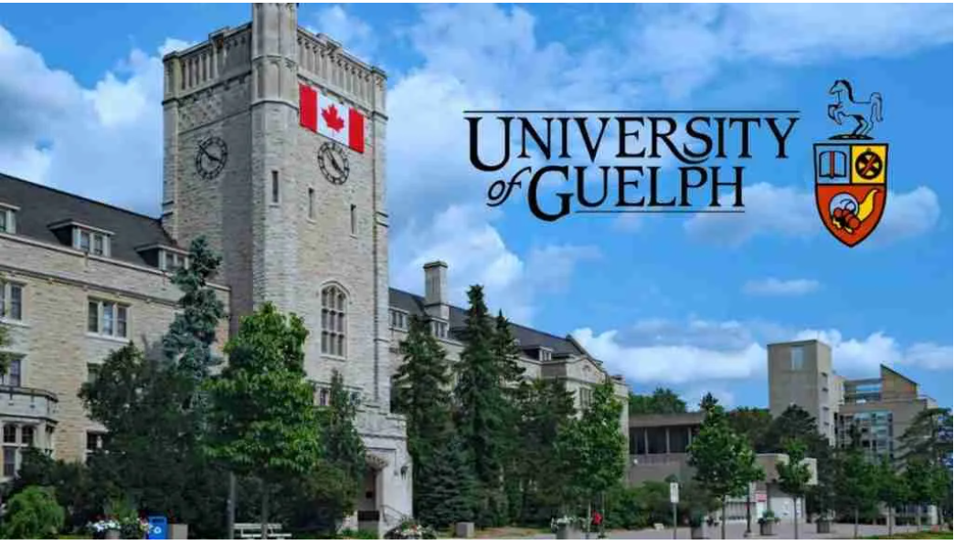 University of Guelph Entrance Scholarship in Canada 2025 | Step-by-Step Process