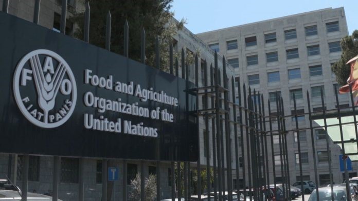 2025 FAO Internship Program (Food and Agriculture Organization Internship) For Students Worldwide